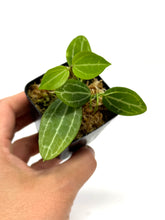Load image into Gallery viewer, Dischidia Ovata