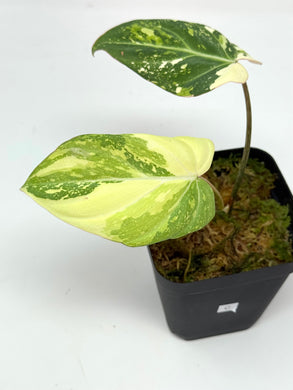 Philodendron Gloriosum Variegated C
