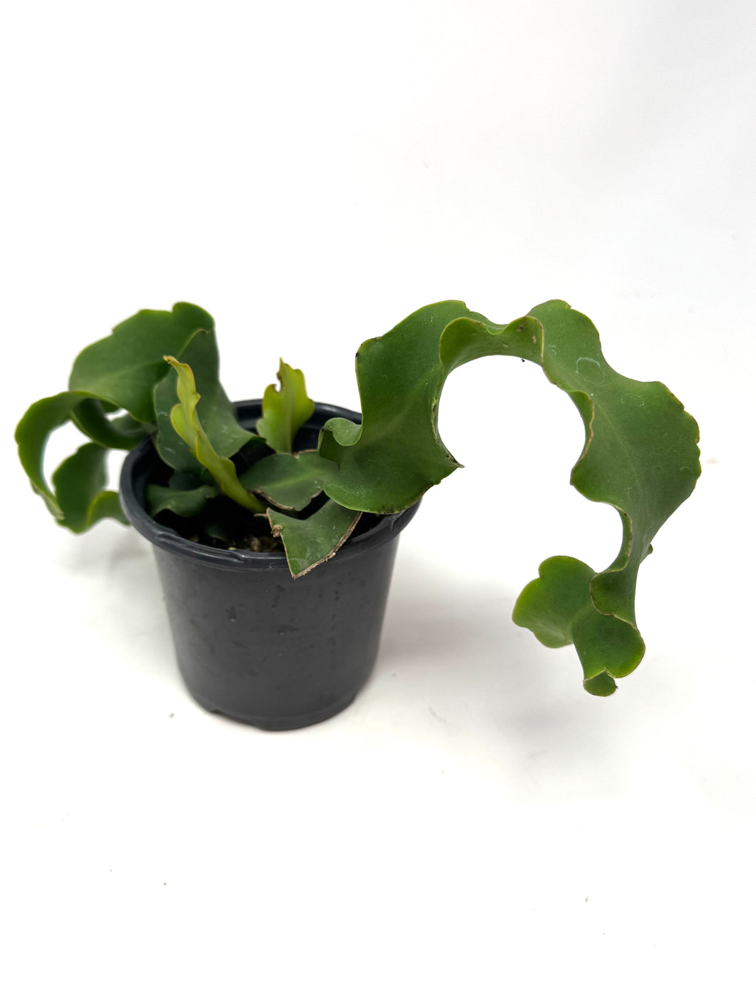 Epiphyllum Guatemalense ‘Monstrosa’ ‘Orchid Cactus’ (Ships within Canada only)