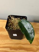 Load image into Gallery viewer, 20. Hoya Onychoides