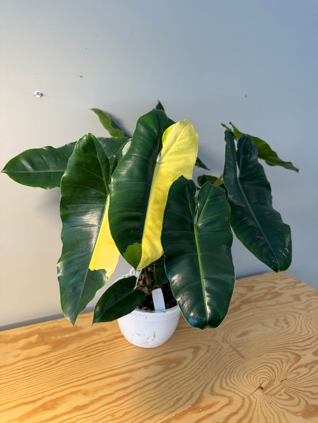 301. Philodendron Burle Marx Variegated (10” pot)