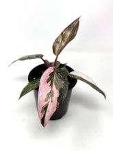 Load image into Gallery viewer, Philodendron Pink Princess