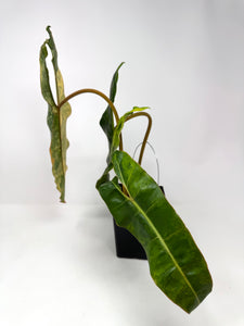 Philodendron Billietiae Variegated A