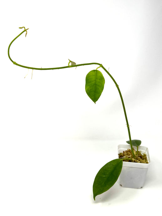 Hoya Lauterbachii