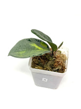 Load image into Gallery viewer, Hoya Carnosa Argentea Princess A