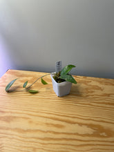 Load image into Gallery viewer, 6. Hoya Verticilata Splash
