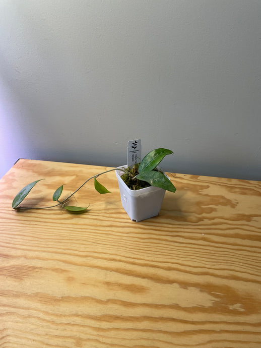 6. Hoya Verticilata Splash