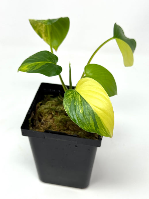 Homalomena Rubescens Variegated C