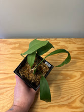 Load image into Gallery viewer, 195. Anthurium Vittarifolium