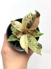 Load image into Gallery viewer, Ficus Shivereana Moonshine (Ships within Canada only)