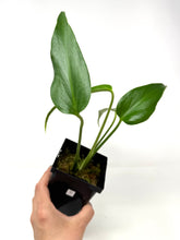 Load image into Gallery viewer, Philodendron Burle Marx Flame C