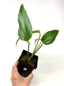 Philodendron Burle Marx Flame C