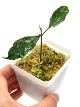 Load image into Gallery viewer, Hoya Multiflora Splash