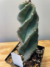 Load image into Gallery viewer, 82. Cereus Forbesii cv. Spiralis &#39;Spiral Cactus&#39;