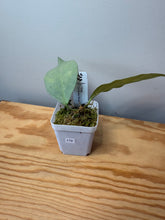 Load image into Gallery viewer, 179. Hoya Coriacea Silver