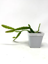 Load image into Gallery viewer, Rhipsalis Micrantha- Ships within Canada Only