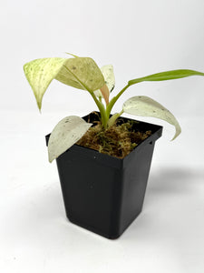 Philodendron Whipple Way B
