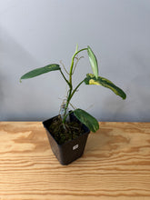 Load image into Gallery viewer, 94. Philodendron Bipennifolium Variegated ‘Violin’