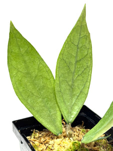 Hoya Germany Silver F