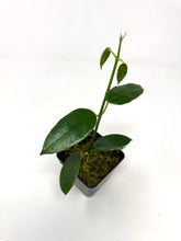 Load image into Gallery viewer, Hoya Coronaria Pink