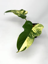 Load image into Gallery viewer, Philodendron Bipennifolium Violin Variegated G