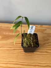 Load image into Gallery viewer, 303. Hoya Leucantha