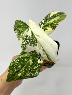 Philodendron Gloriosum Variegated E