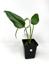 Load image into Gallery viewer, Philodendron Burle Marx Flame C