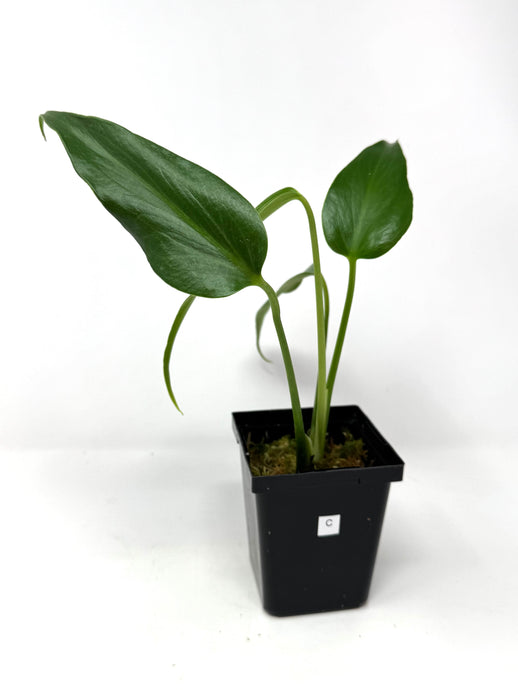Philodendron Burle Marx Flame C