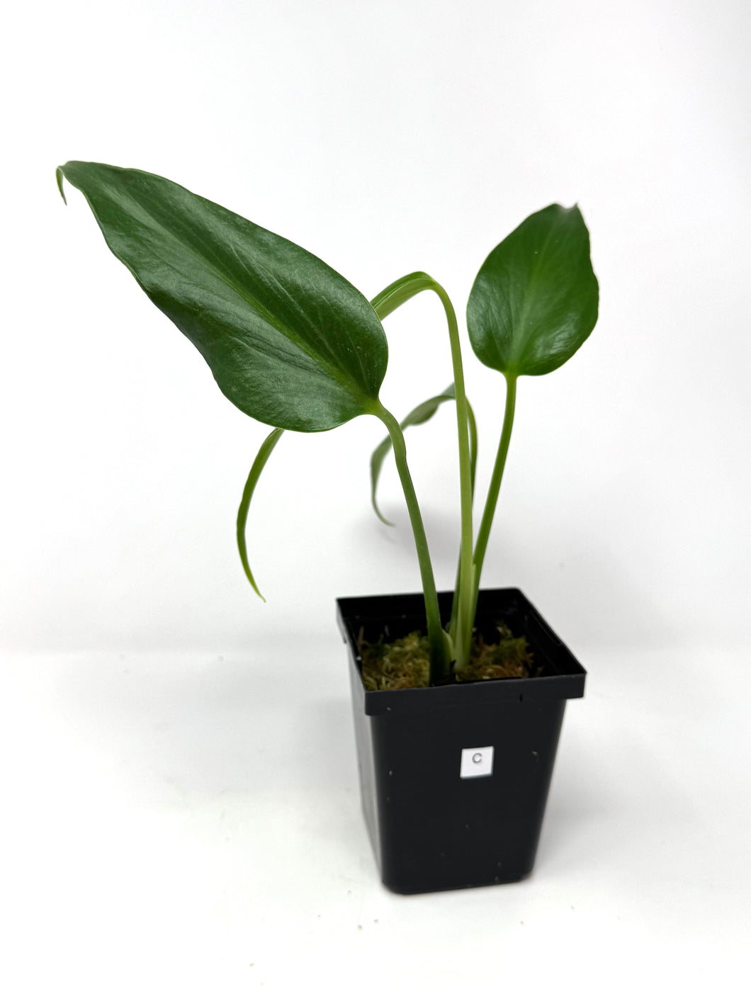 Philodendron Burle Marx Flame C
