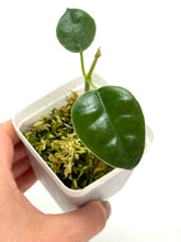 Load image into Gallery viewer, Hoya Lauterbachii