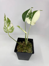 Load image into Gallery viewer, Monstera Deliciosa Albo Variegated L