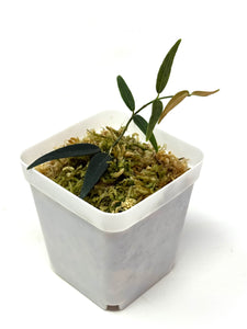 Hoya Oligantha