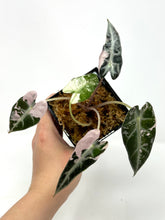 Load image into Gallery viewer, Alocasia Bambino Pink Variegated B