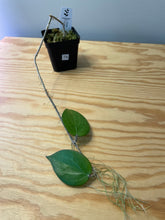 Load image into Gallery viewer, 74. Hoya Pottsii
