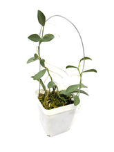 Load image into Gallery viewer, Hoya Nummularioides Silver