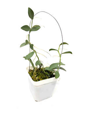 Hoya Nummularioides Silver