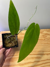 Load image into Gallery viewer, 34. Amydrium Medium