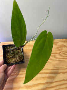 34. Amydrium Medium