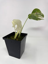 Load image into Gallery viewer, Monstera Deliciosa Albo Variegated H