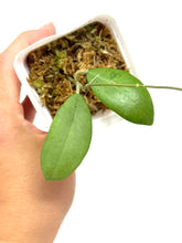 Load image into Gallery viewer, Hoya Erythrostemma Silver