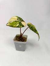 Load image into Gallery viewer, Philodendron Gloriosum Variegated A