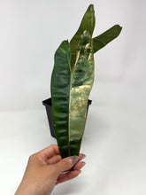 Load image into Gallery viewer, Philodendron Billietiae Variegated B