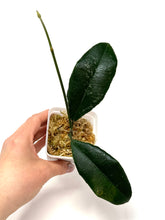 Load image into Gallery viewer, Hoya Hamiltoniorum