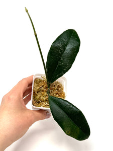 Hoya Hamiltoniorum