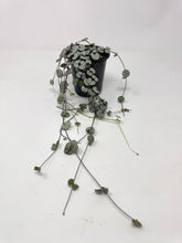 Load image into Gallery viewer, Ceropegia Woodii 'Silver Glory'