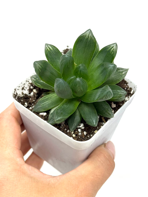 Haworthia Hanabi (Ships within Canada only)