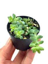 Load image into Gallery viewer, Sedum Morganianum ‘Burro’s Tail’