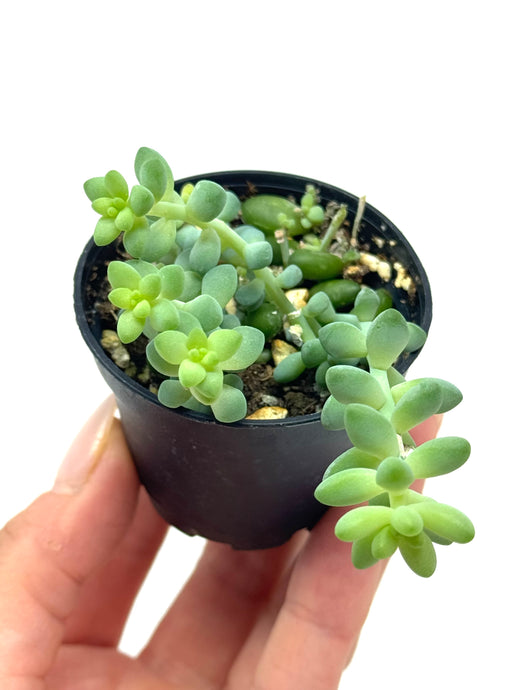 Sedum Morganianum ‘Burro’s Tail’