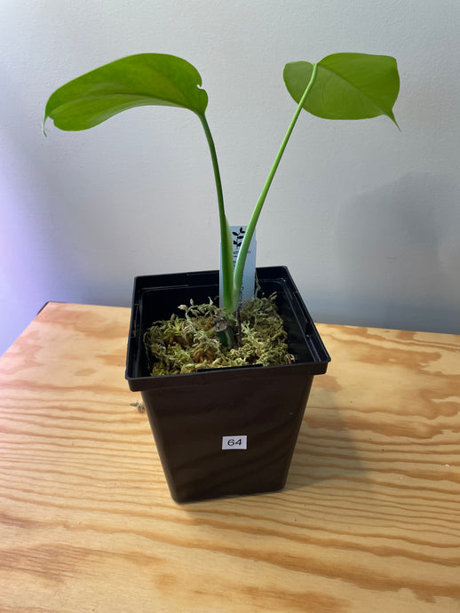 64. Monstera Deliciosa Albo Variegated (low variegation))
